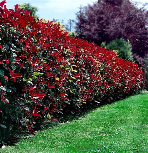 Photinia red robin hedge | Privacy landscaping, Backyard landscaping, Backyard landscaping designs