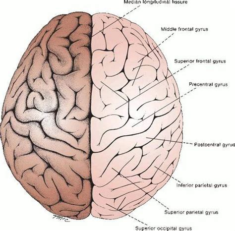 Pictures Of Cerebral Hemispheres