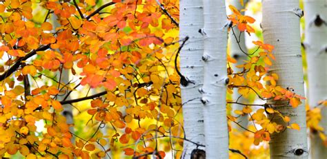 Best Places to See Fall Colors in Utah