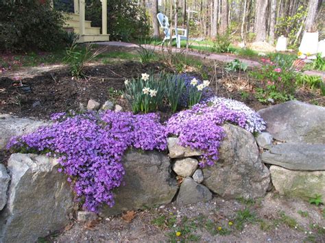 Creeping Phlox In Winter - eine Sammlung schoner Blumenbilder