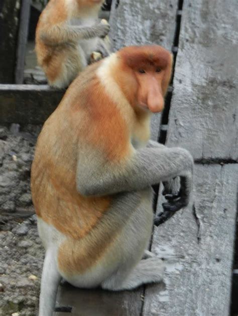 Picture 3 of 14 - Proboscis Monkey (Nasalis Larvatus) Pictures & Images - Animals - A-Z Animals