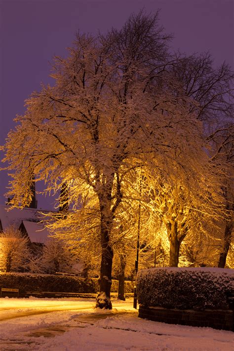 Snow Covered Tree At Night Free Stock Photo - Public Domain Pictures
