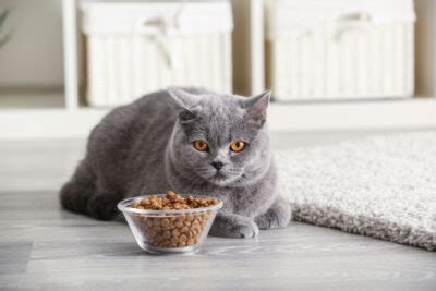 4 Best Cat Foods for Kidney Disease | Great Pet Care