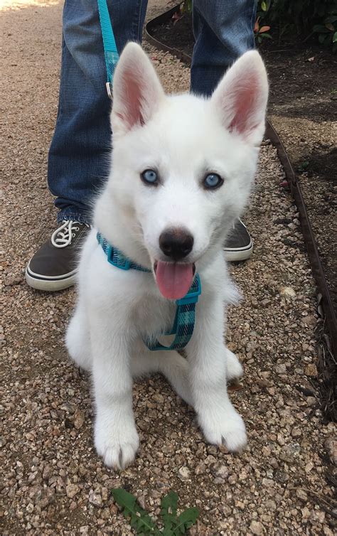 White Husky Puppy With Blue Eyes