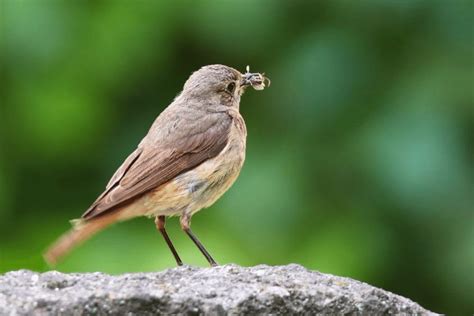 Common Nightingale Facts - CRITTERFACTS