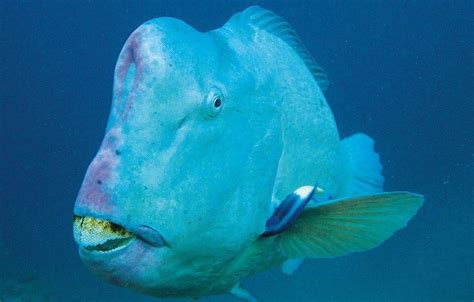 Bumphead Parrotfish - Strange Looking Fish in Lombok - Two Fish Divers