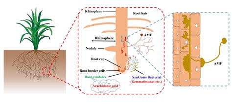 Interactions between arbuscular mycorrhizal fungi and rhizosphere bacteria increase plant growth ...