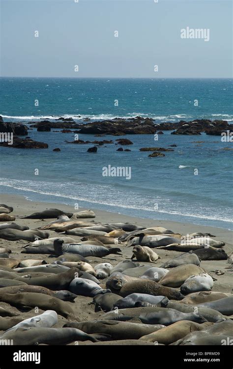 Los elefantes marinos en la playa de Piedras Blancas, Big Sur, Sur de California Fotografía de ...