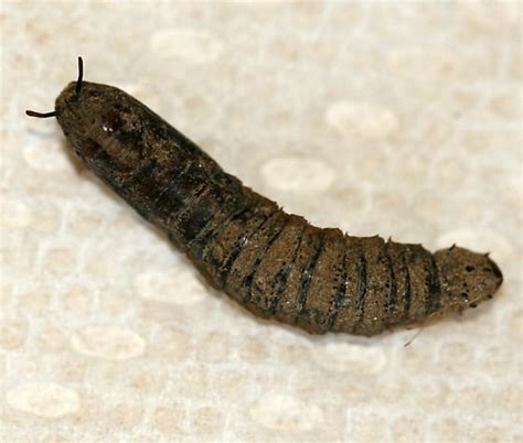 Crane Fly Pupa - Tipula paludosa - BugGuide.Net