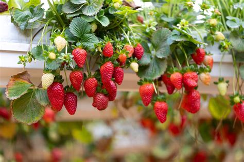 How To Grow Hanging Basket Strawberries - These Varieties Exhibit A Proper Trailing Habit ...