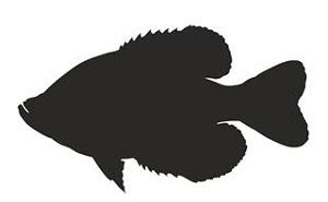 Crappie Silhouette Decal Sticker