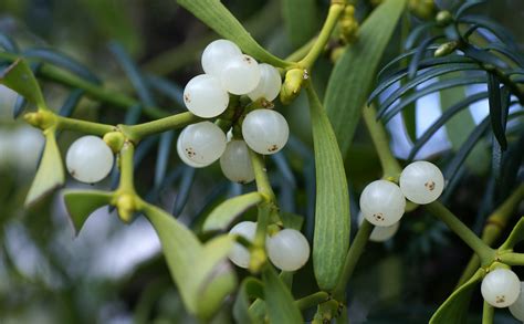 Mistel / mistletoe (Viscum album) | This plant is called eit… | Flickr