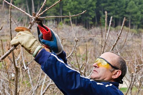 Trimming Cherry Trees - When And How To Prune A Cherry Tree | Gardening ...