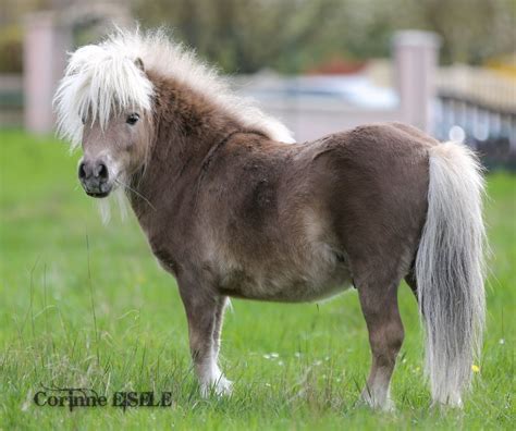 Mushroom or Silver Dapple Shetland Pony (the eyelashes are light ...