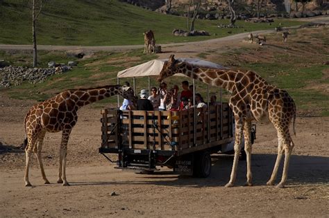 Top 5 Zoos In The US: Did Yours Make The Cut?