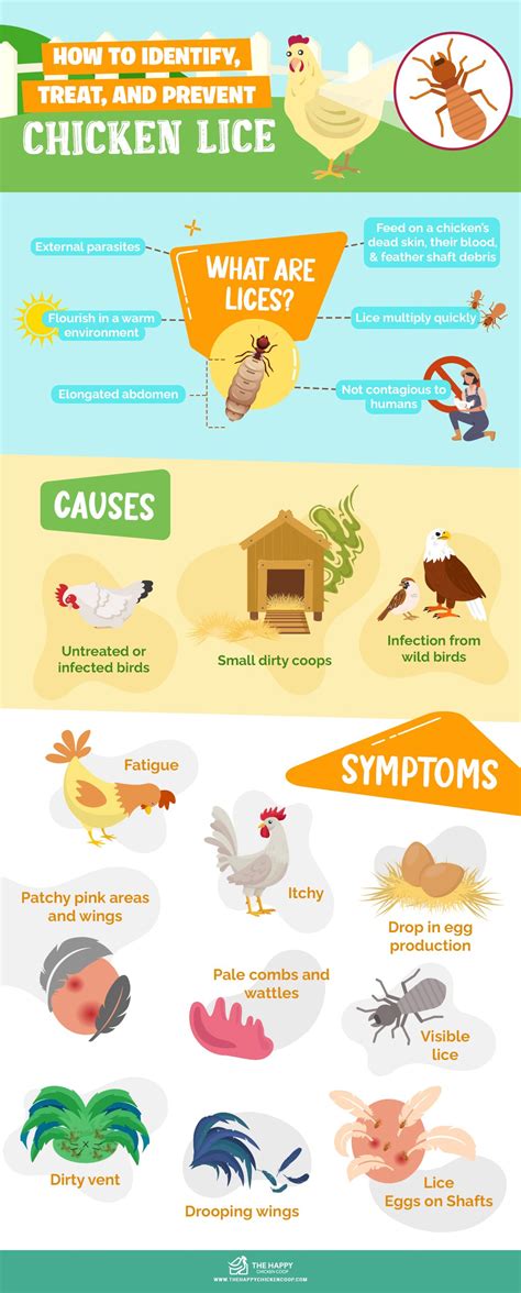 How To Identify, Treat, and Prevent Chicken Lice