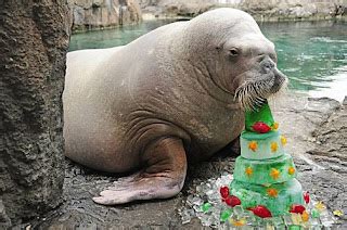 Funny Walrus New Images/Photos 2012 | Funny Animals