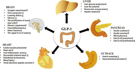 Frontiers | GLP-1 Receptor Agonists: Beyond Their Pancreatic Effects