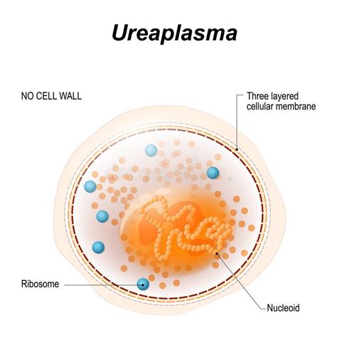 Cell of the Ureaplasma or Mycoplasma Stock Vector - Illustration of ...