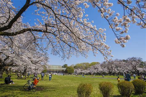 10 Best Cherry Blossom Spots in Tokyo - Where to See Cherry Blossoms in ...