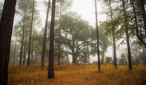 Georgia Quail Hunting Season | Rio Piedra Plantation