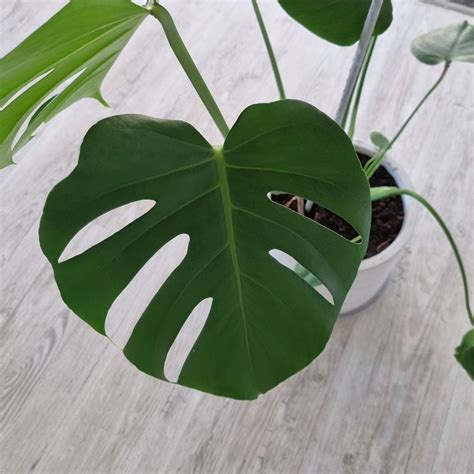 8 Delightful House Plant With Heart Shaped Leaves Options - Breathing Garden