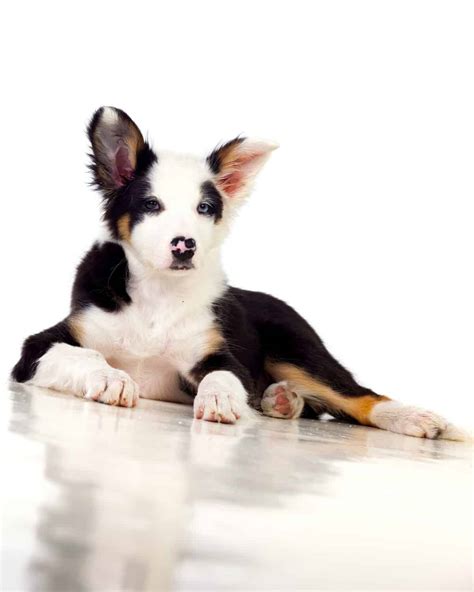 Mini Borders: What you need to know about Miniature Border Collies - BorderCollieHealth