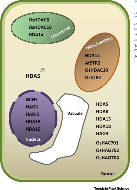 Figure 2 from Histone Acetylation Enzymes Coordinate Metabolism and ...