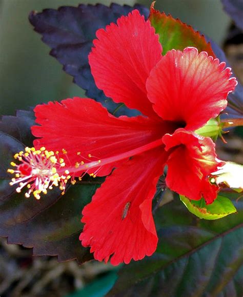 hibiscus red | Free stock photos - Rgbstock - Free stock images | TACLUDA | July - 20 - 2011 (32)