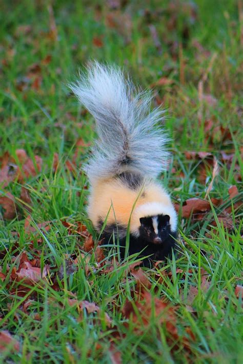 Mostly White Skunk Photograph by Kathryn Meyer - Fine Art America