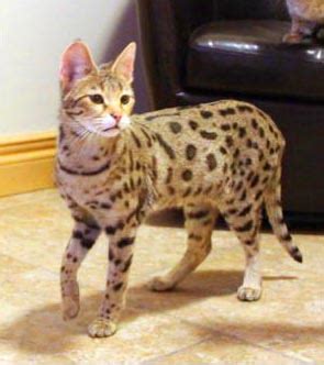 F2 Savannah Cat Price & Pictures | F2 Serval Queen | Savannah Cat Breed