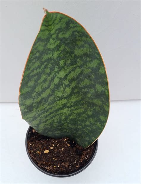 Sansevieria ‘Whale Fin’ – Uncle John's Home & Garden