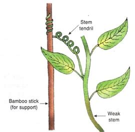 Tendrils are | Biology Questions