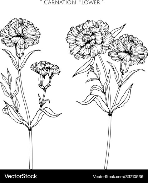 Carnation flower and leaf hand drawn botanical Vector Image