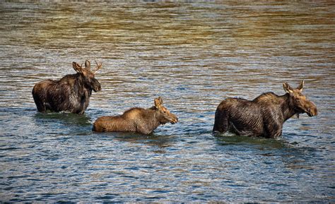 Moose Family Photograph by Leland D Howard | Fine Art America