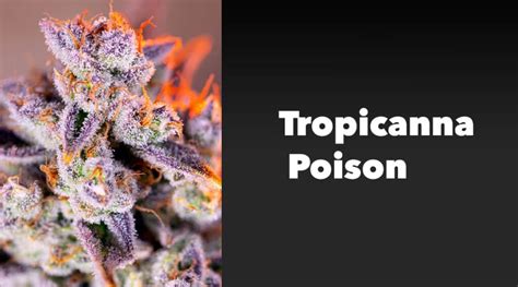 Top 10 Best Weed Strains To Grow in 2023 - KingPalm