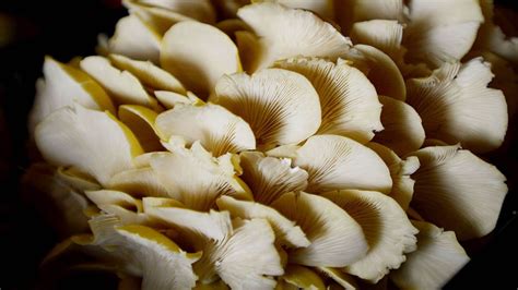 It's Easy to Grow Edible 'Shrooms in Your Kitchen | HowStuffWorks