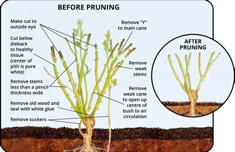 Pruning Roses | Geranium Blog