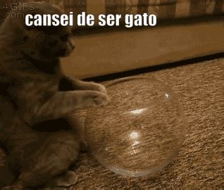 A crise de indentidade.... CHEGOU ATÉ NOS GATOS | • Anime Amino