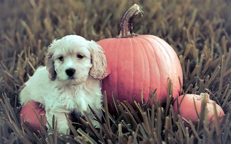 Halloween Kawaii Puppy Wallpapers - Wallpaper Cave