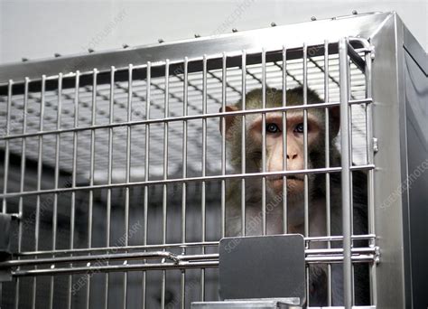 Laboratory monkey - Stock Image - G352/0390 - Science Photo Library