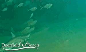 Shark / Ray / Eel / Turtle / Mammal | Deerfield Beach, FL - Official Website