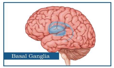 Basal Ganglia Function - Javatpoint