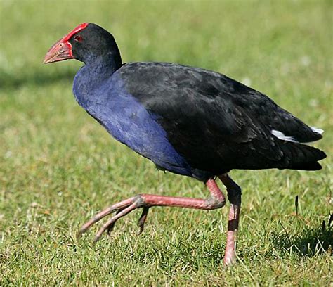 Common Birds of the New Zealand Forest