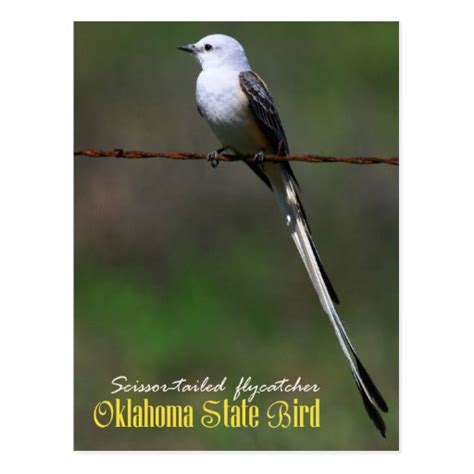 Oklahoma State Bird: Scissor-tailed Flycatcher Postcard | Zazzle