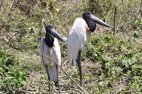 Pantanal Birds 1 - BIRDING PANTANAL 2018