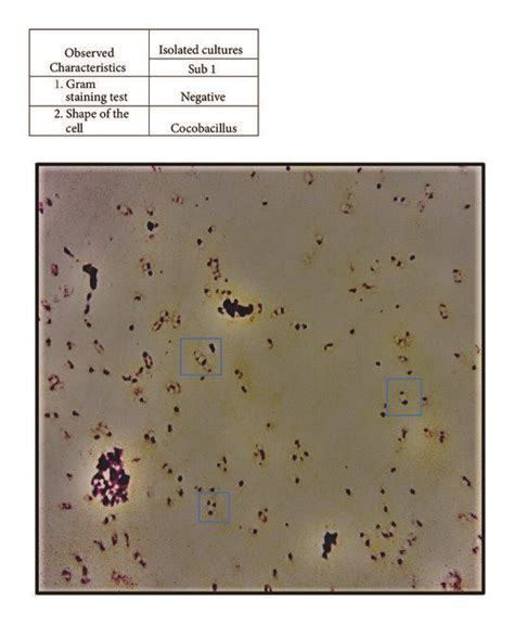 Coccobacilli Shape