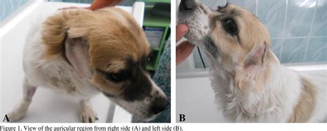 Figure 1 from Microtia and anotia in a dog | Semantic Scholar