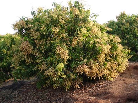 Mango tree flowering | Mango tree flowering at our Mango far… | Parag ...