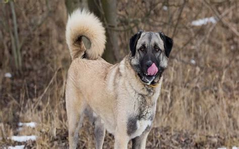 Anatolian Shepherd Temperament and Personality - Child Friendly and ...